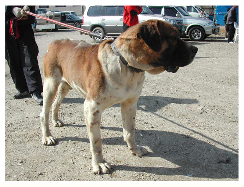 Red dragon kennels shop