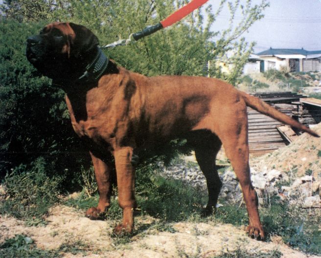 Red Dragon Kennels 8