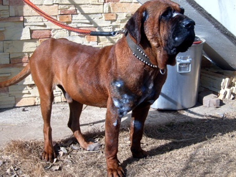 Red dragon kennels discount