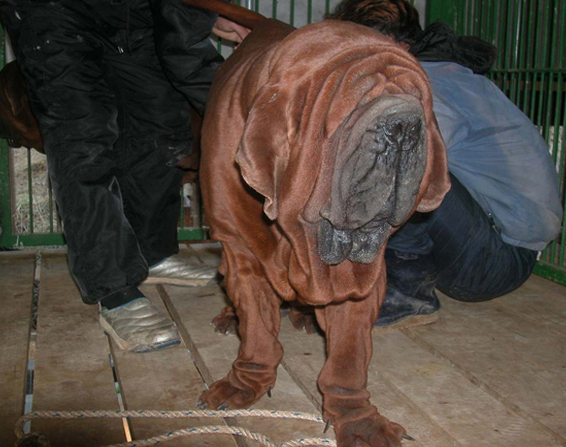 Korean Dosa Mastiff Puppies 